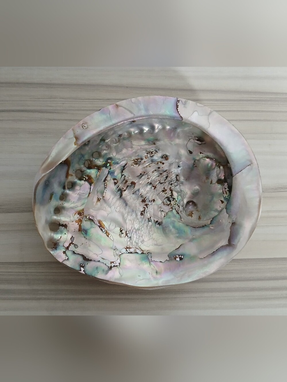 Genuine Abalone Shell - Picture 7 of 13